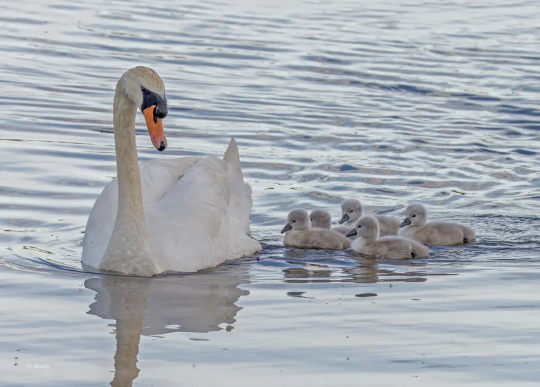 Mute Swans
