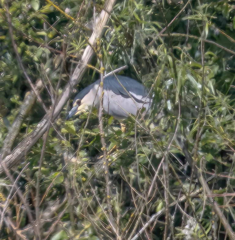 Night Heron