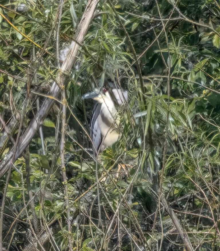 Night Heron