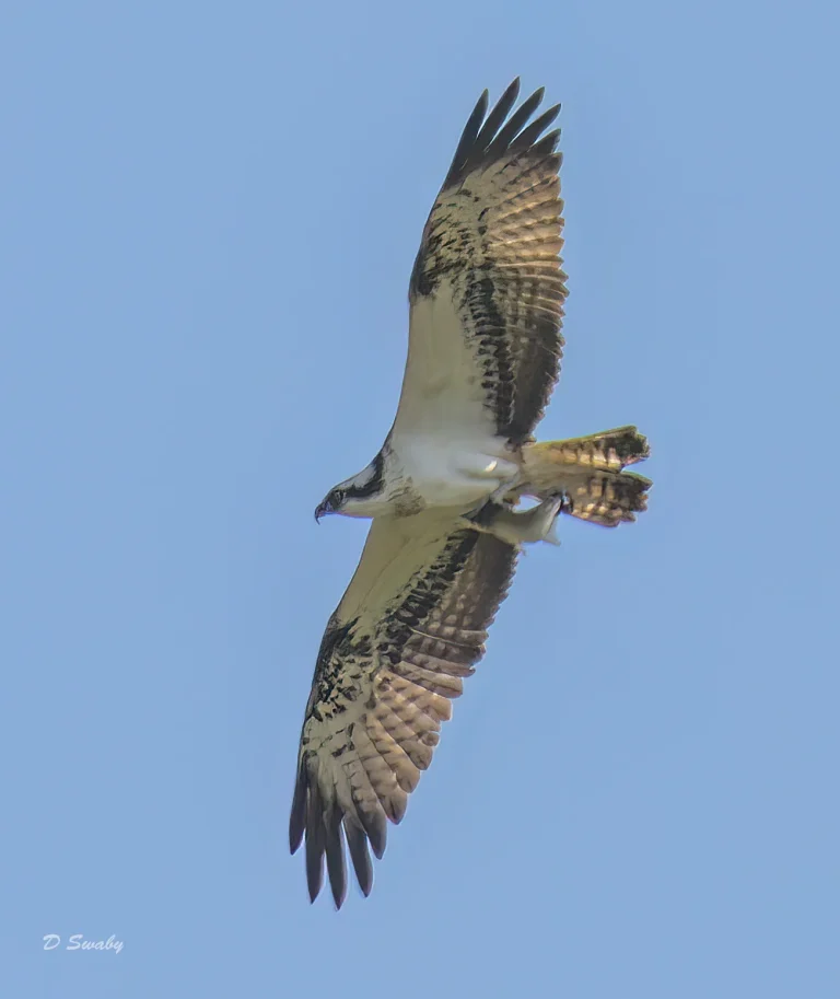 Osprey
