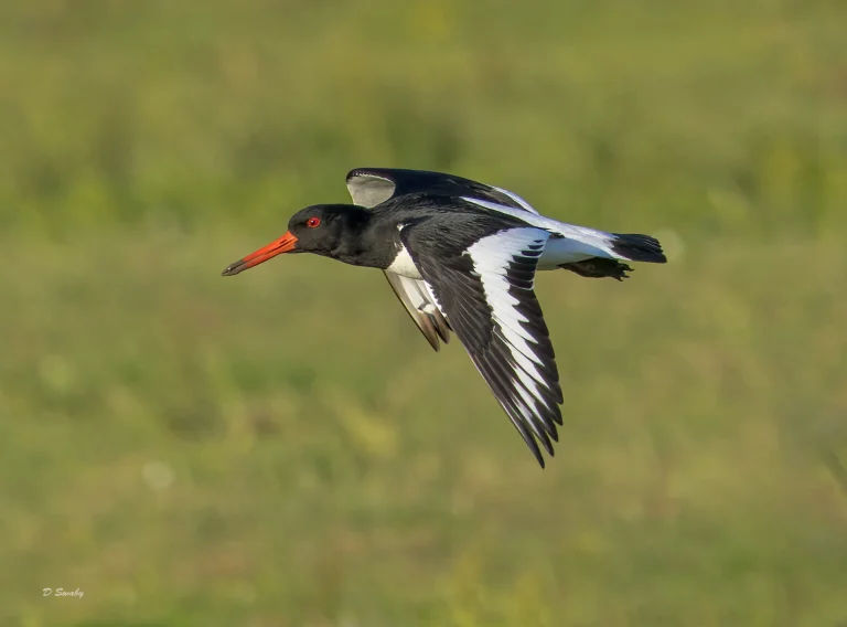 Oystercatcher