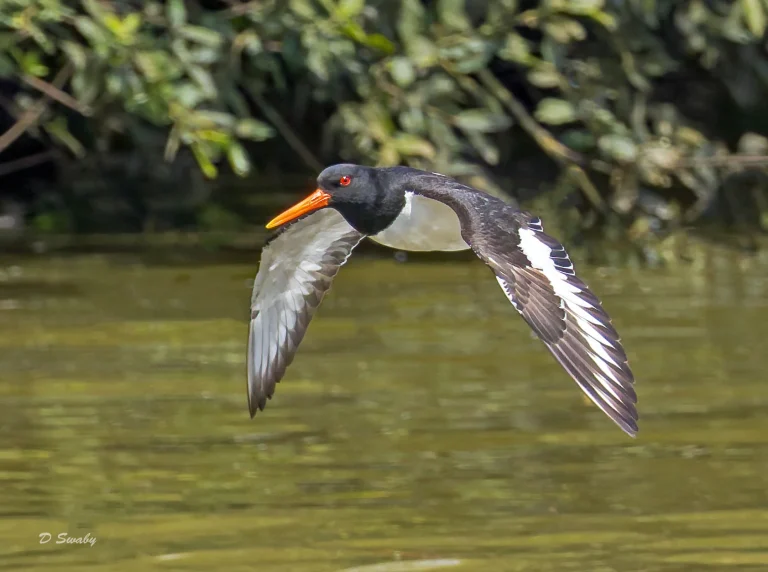 Oystercatcher