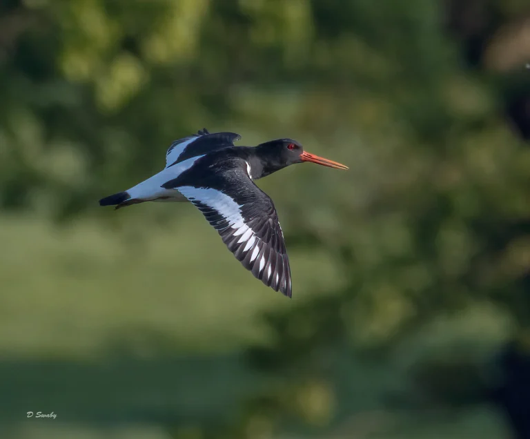 Oystercatcher