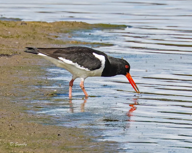Oystercatcher