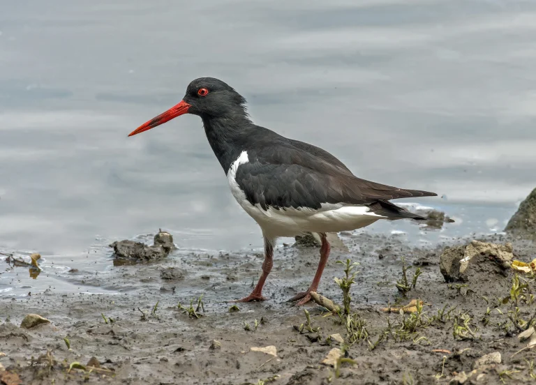 Oystercatcher
