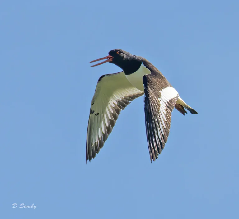 Oystercatcher