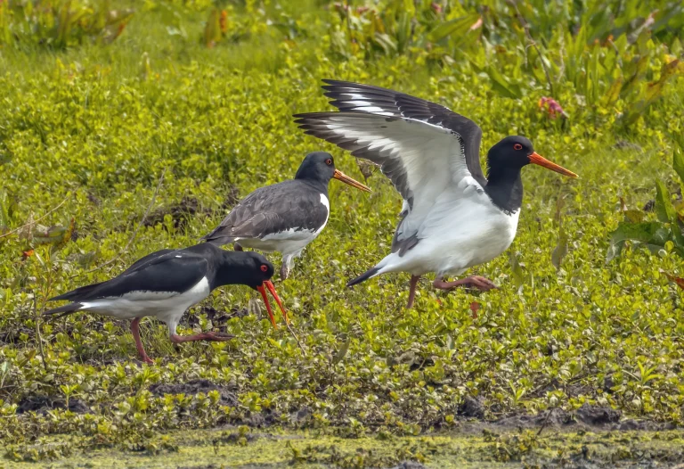 Oystercatchers