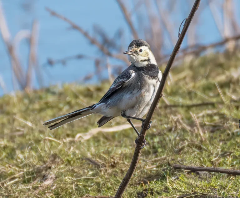 PIED Wagtail