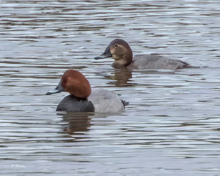 Pair of Pochard
