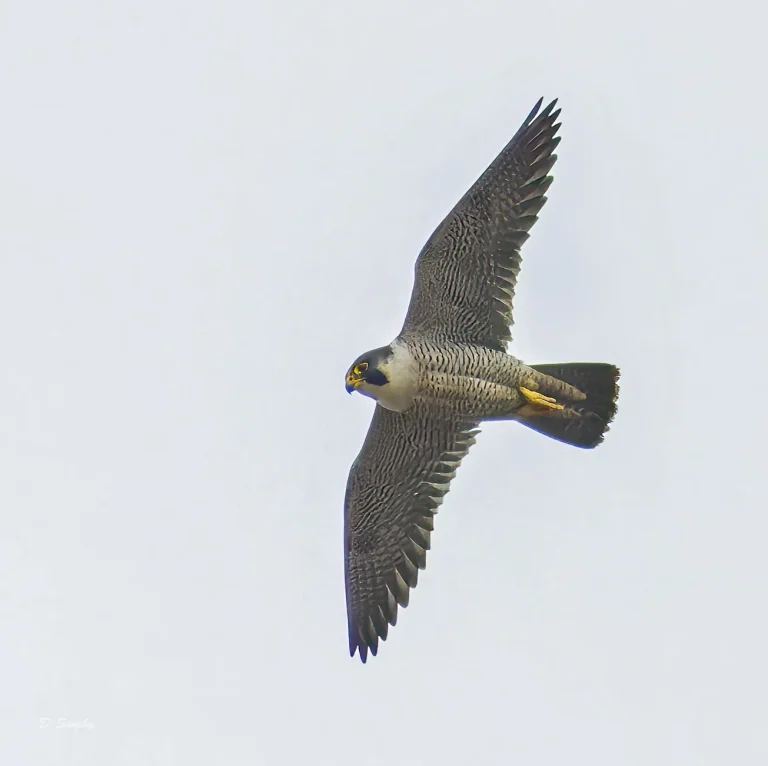 Peregrine