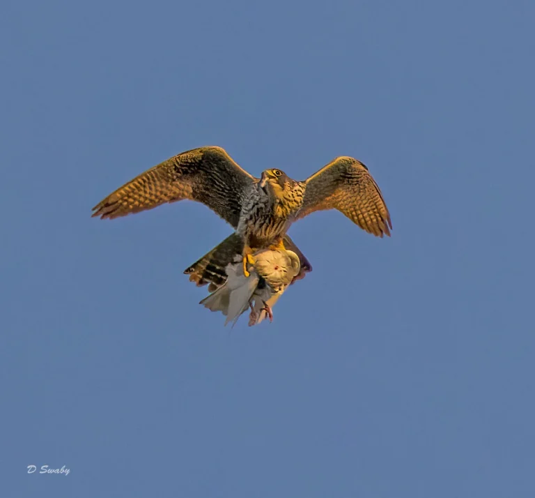 Peregrine