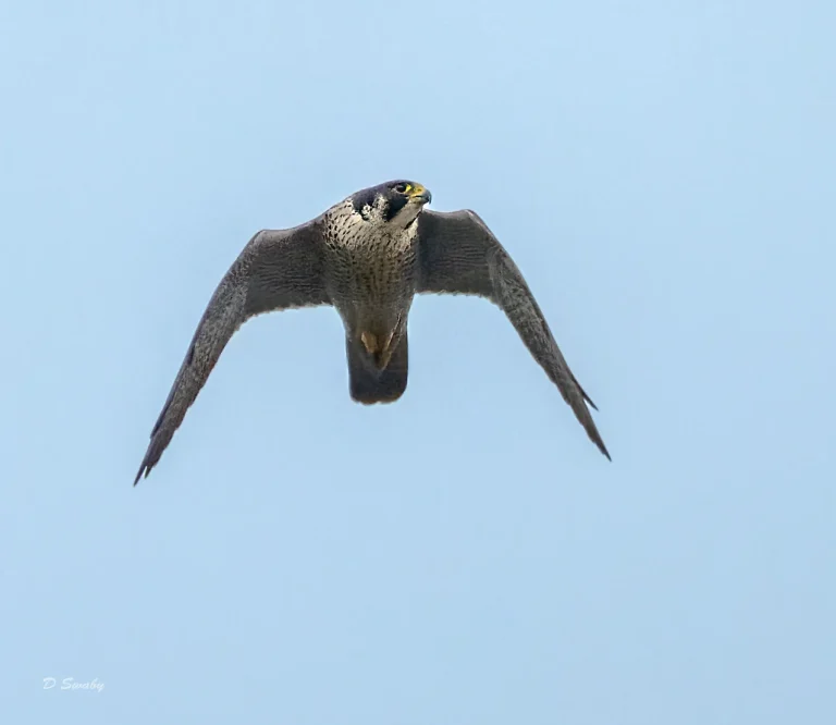 Peregrine Falcon