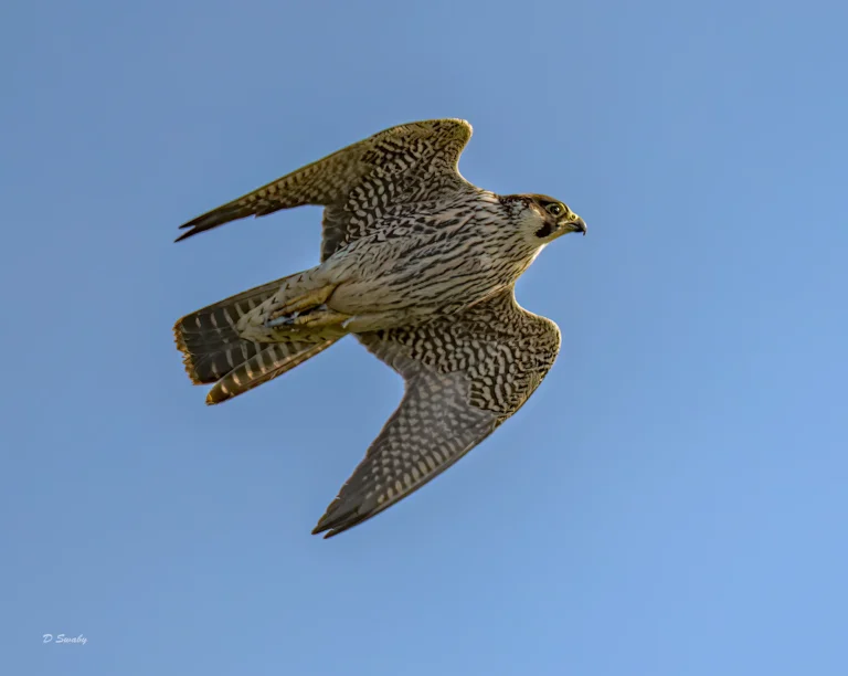 Peregrine Falcon