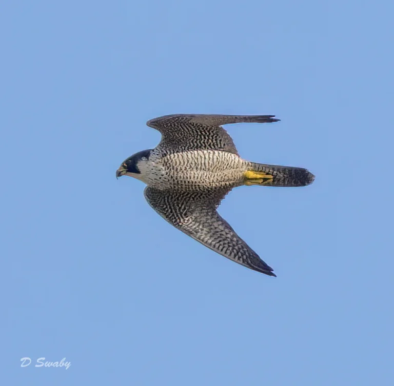 Peregrine Falcon