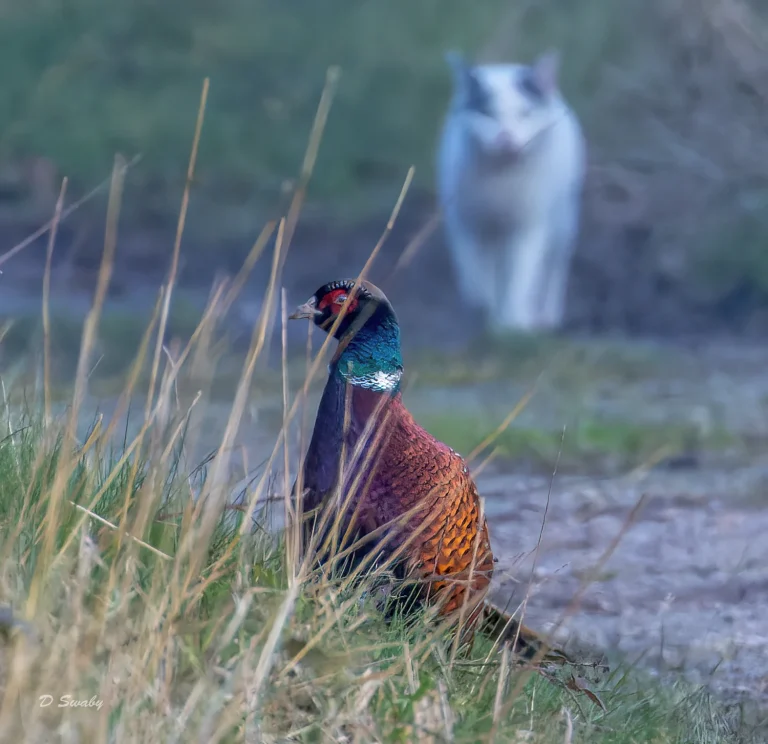 Pheasant