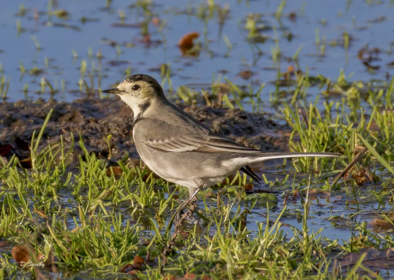Pied Wagtail