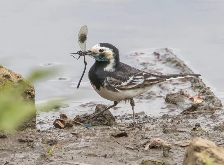 Pied Wagtail