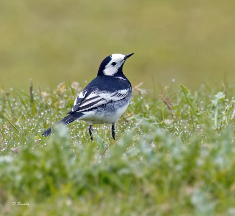Pied Wagtail