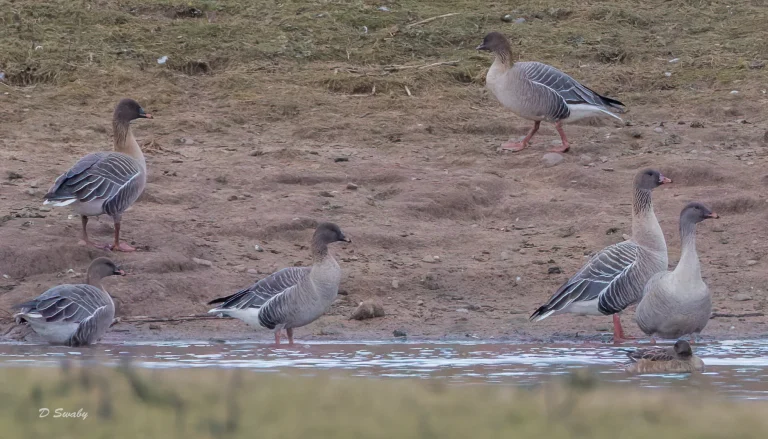 Pink Footed Geese