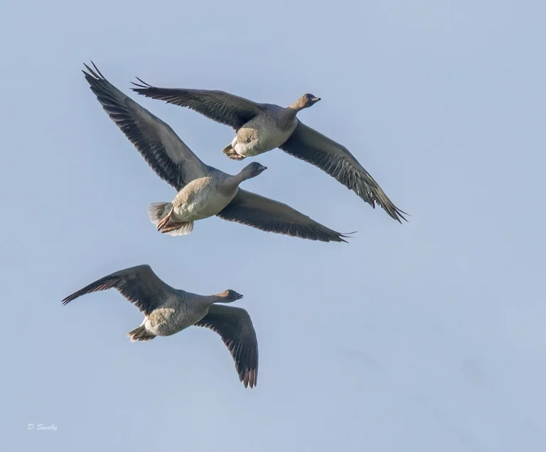 Pink Footed Geese