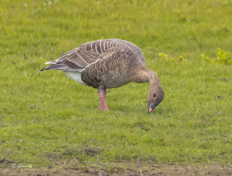 Pink Footed Goose