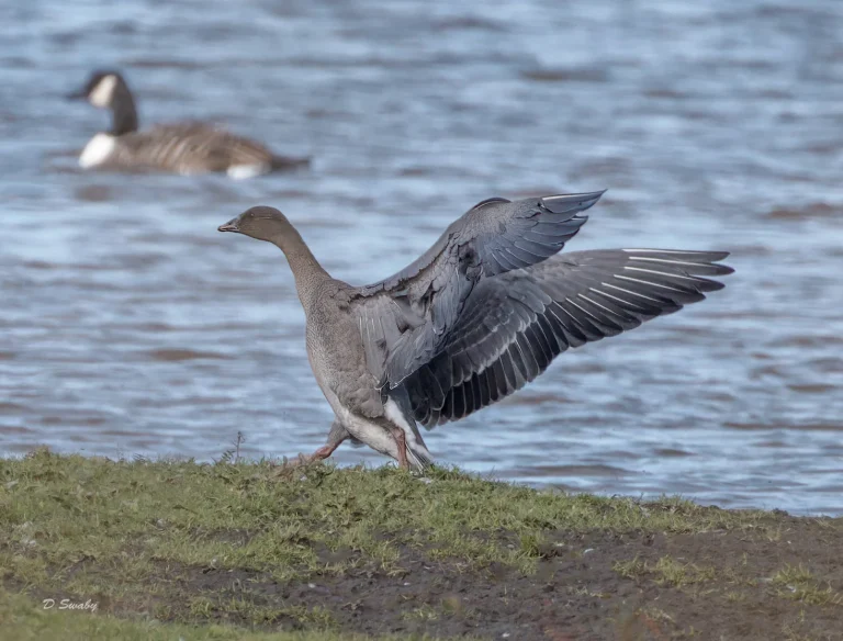 Pink Footed Goose
