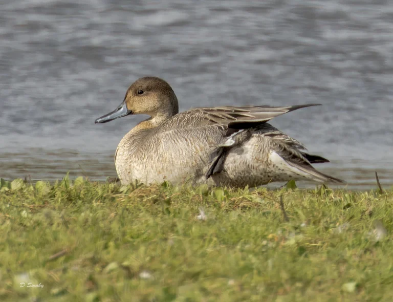 Pintail