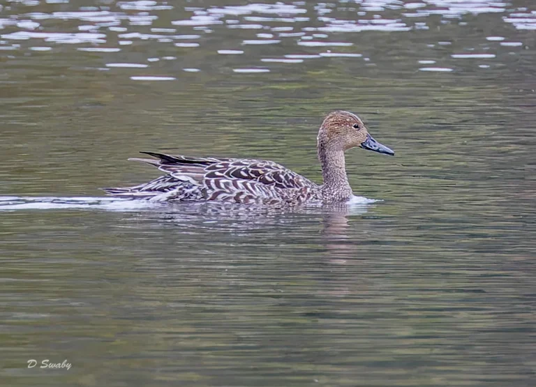 Pintail