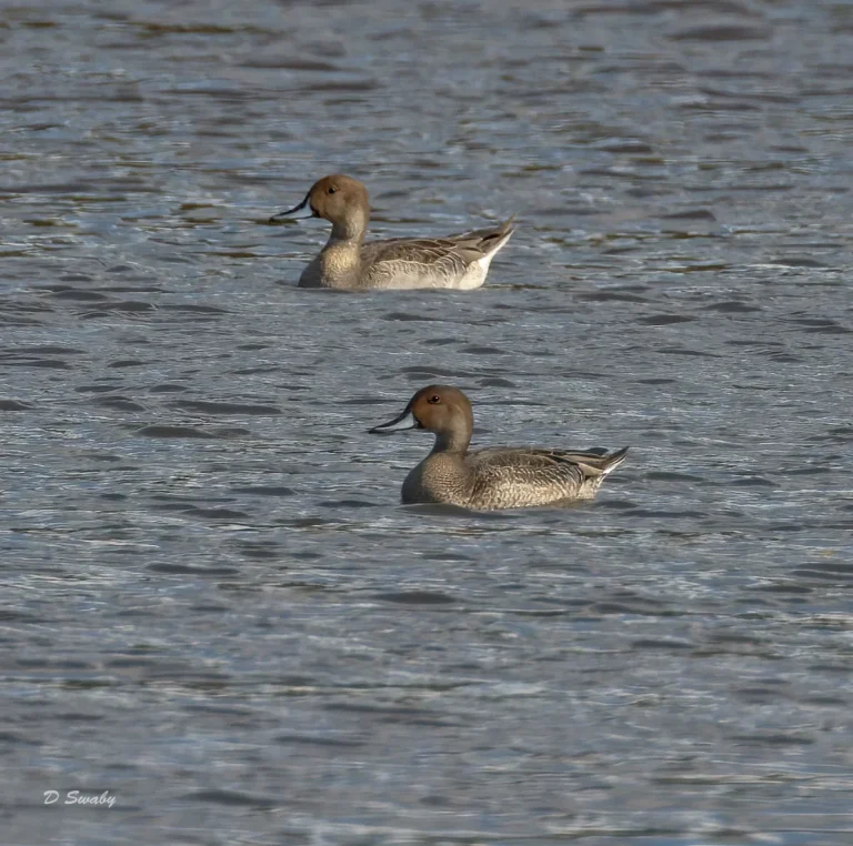 Pintail