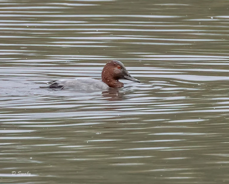 Pochard