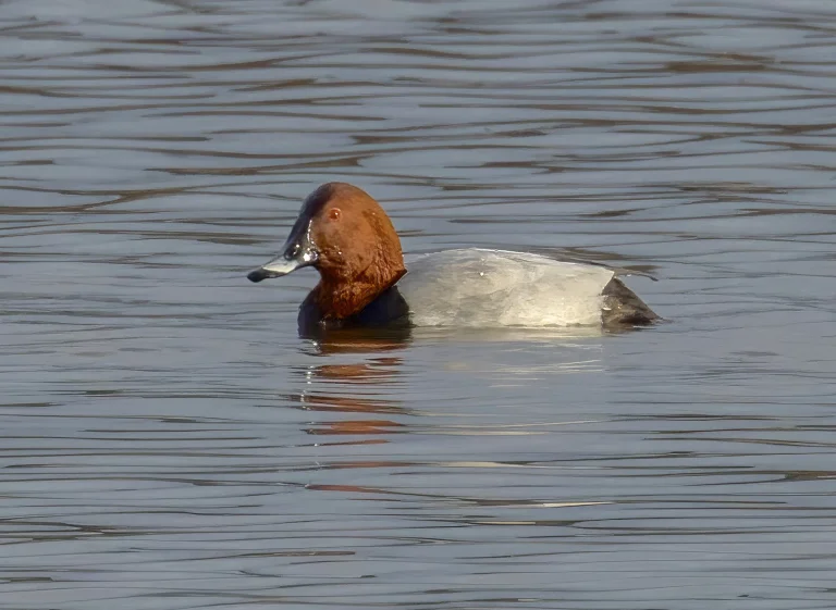 Pochard