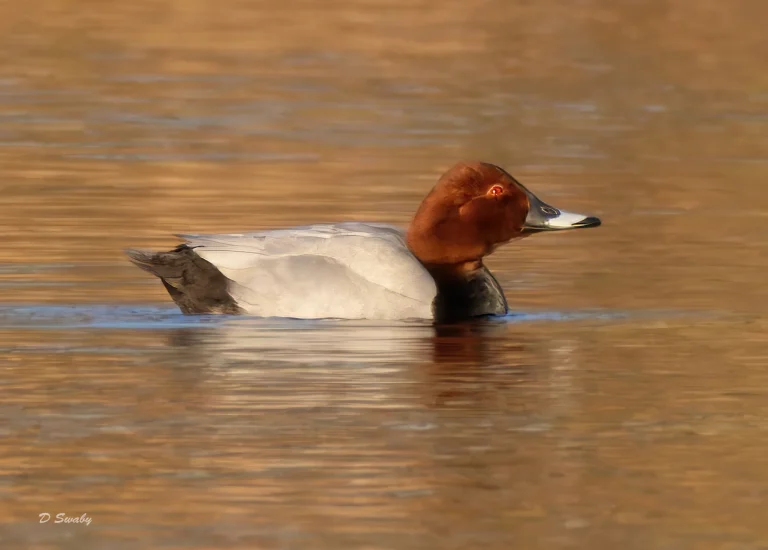 Pochard