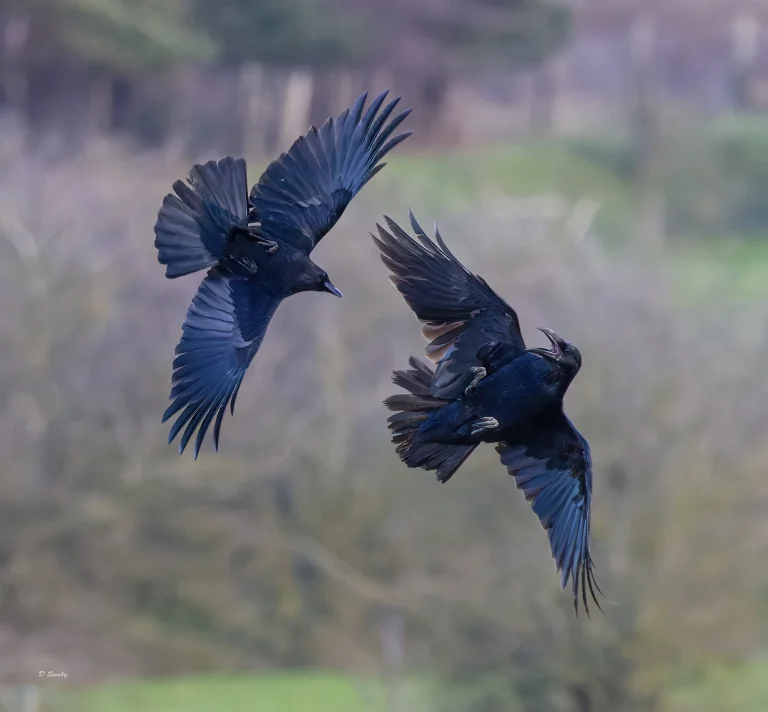Raven