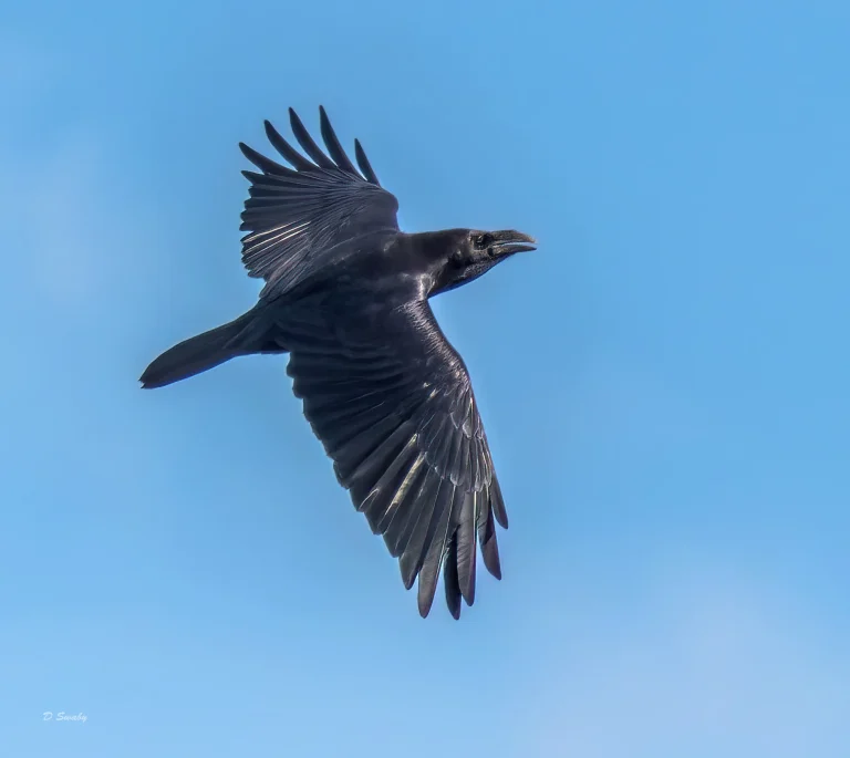 Raven