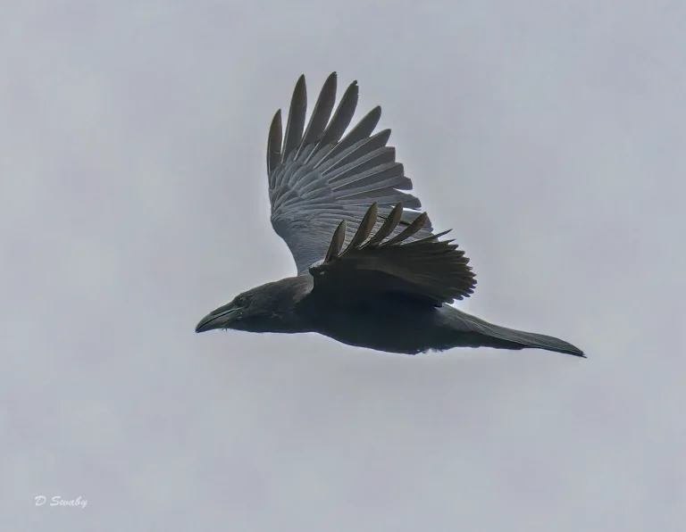 Raven