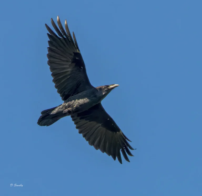 Raven
