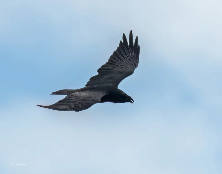 Raven