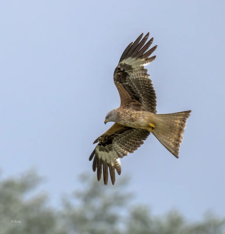 Red Kite
