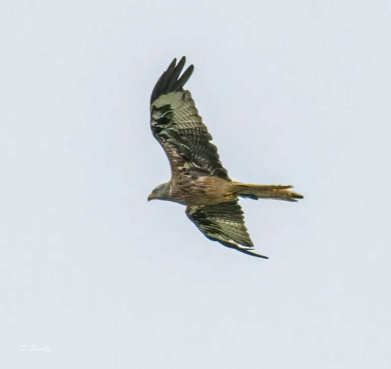 Red Kite