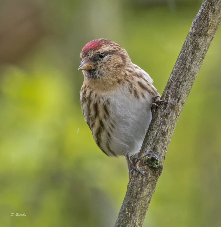 Redpoll