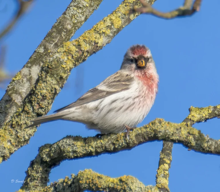 Redpoll