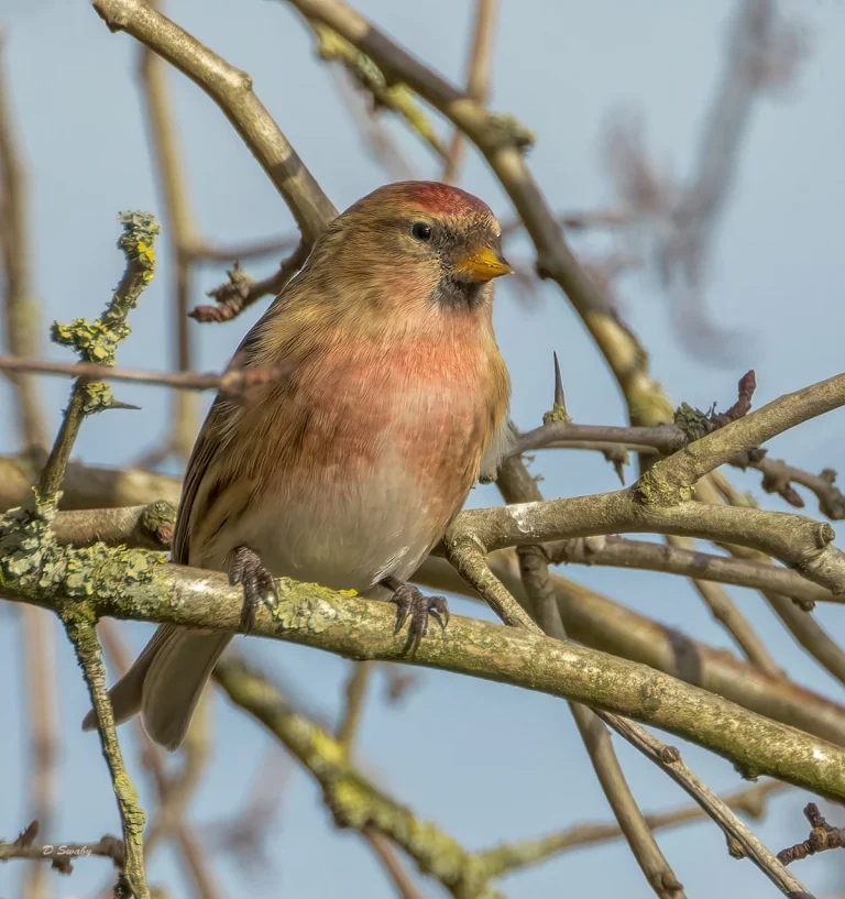 Redpoll