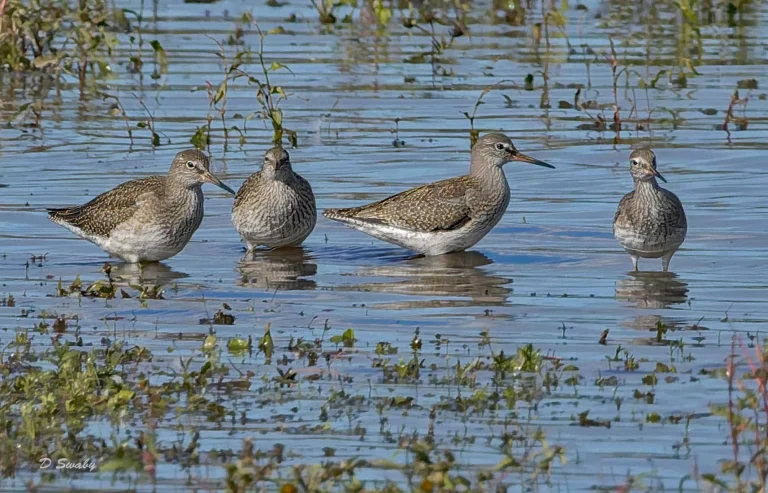 Redshank