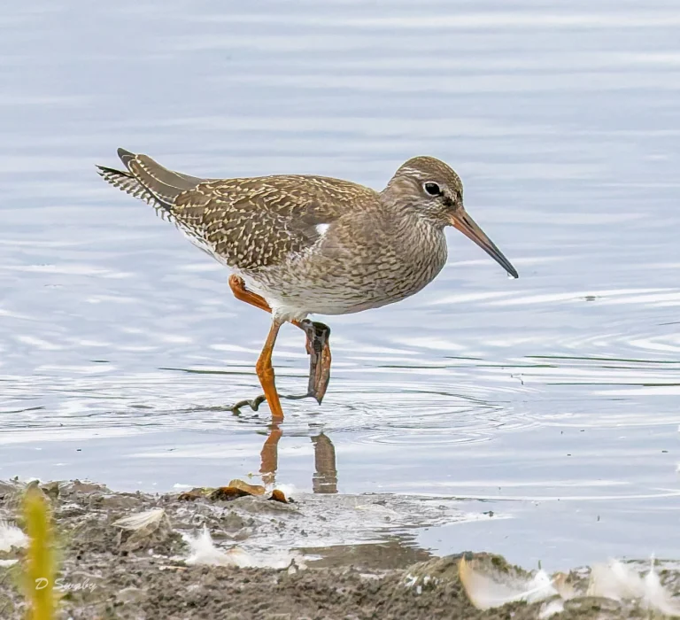 Redshank
