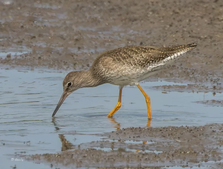 Redshank