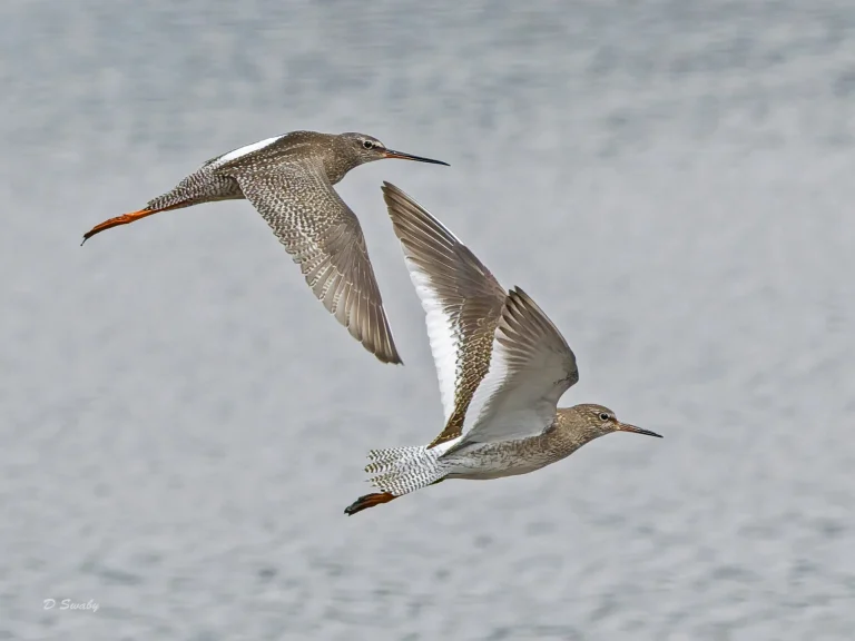 Redshank with Spotted Redshank
