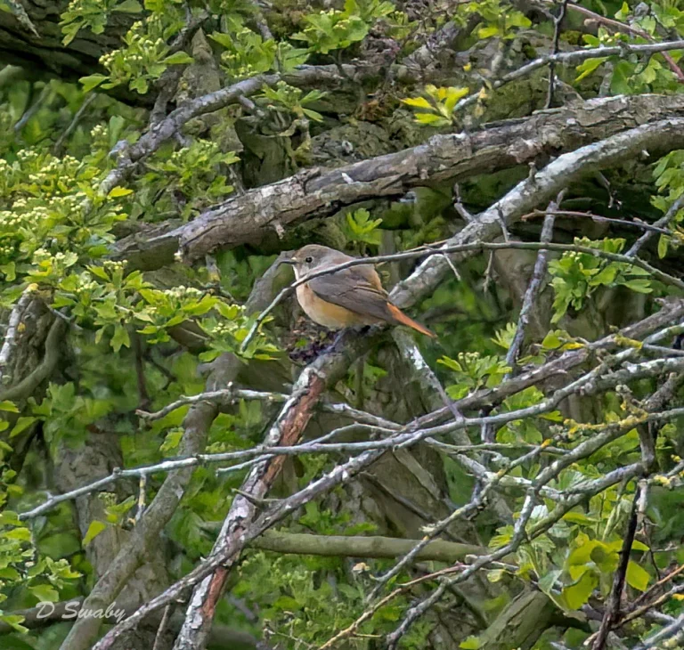 Redstart