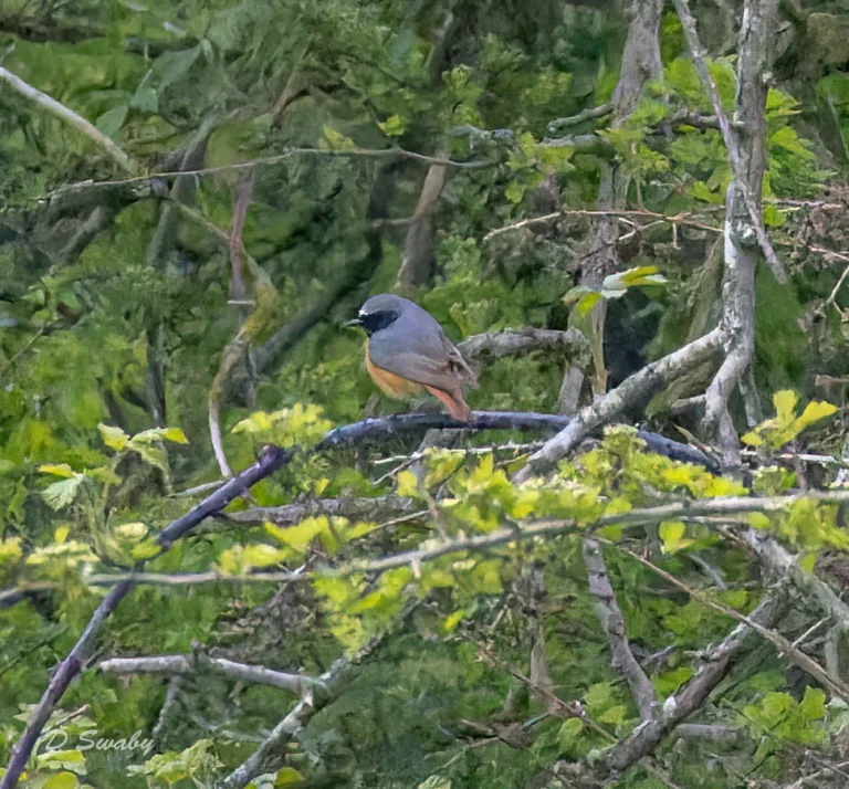 Redstart