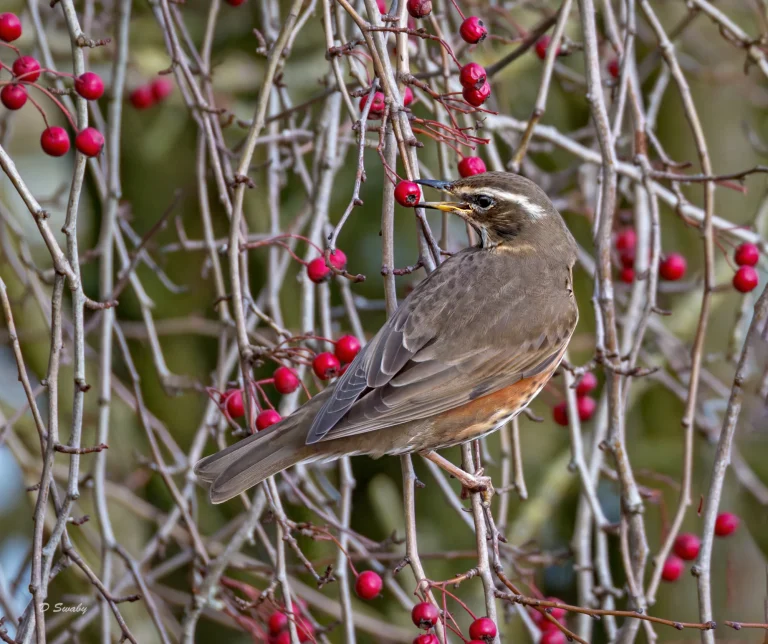 Redwing