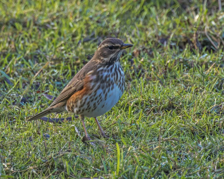 Redwing